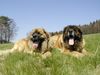 Leonberger Foto: CH. Breddy Sedmidomky + Achát Severozápadní cesta (ID 5049) Leonberger Hund