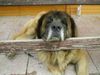 Leonberger Foto: Achát Severozápadní cesta (ID 5051) Leonberger Hund
