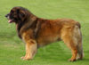 Leonberger Hund