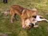 Leonberger Foto: freistilringen mit einem Fila (ID 42470) Leonberger Hund