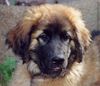 Leonberger Foto: Askan v. Königsstein mit 5 Monaten (ID 5160) Leonberger Hund