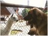 Leonberger Hund