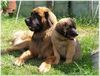 Leonberger Foto: Unser Leo mit Baby Nele (ID 39186) Leonberger Hund