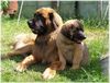 Leonberger Hund