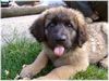 Leonberger Hund