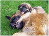 Leonberger Foto: Unser Leo mit Baby Nele (ID 39187) Leonberger Hund