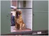 Leonberger Hund