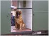 Leonberger Foto: Leo in der Museumsbahn (ID 39203) Leonberger Hund