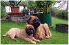 Leonberger Hund