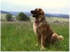 Leonberger Hund