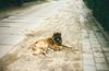Leonberger Foto: Hector vom grossen Löwen alias Caddy (ID 6364) Leonberger Hund