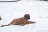 Leonberger Foto: Das ist Darcy 5 Monate (ID 7793) Leonberger Hund