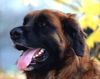 Leonberger Foto: Geliebter Timo, wir werden dich nie vergessen (ID 5614) Leonberger Hund
