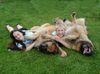 Leonberger Foto: wir spielen gern (ID 22155) Leonberger Hund