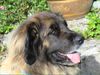 Leonberger Foto (ID 15288) Leonberger Hund