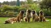 Leonberger Foto: Men (13M.), Miessi (4,5J.), Litscher (2,5J.), Ommel (6J.) und Tooley (7M.) (ID 4788) Leonberger Hund