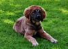 Leonberger Foto: 4 Monate alt (ID 35325) Leonberger Hund