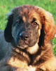 Leonberger Foto: 3 Monate alt (ID 35324) Leonberger Hund