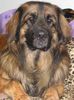 Leonberger Foto: Askan v. Königsstein mit 15 Monaten (ID 5161) Leonberger Hund