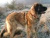 Leonberger Hund