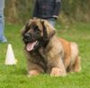 Leonberger Hund