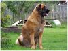 Leonberger Hund