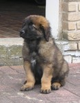 Leonberger Foto: Lupo (9 Wochen) auf Wache (ID 47210) Leonberger Hund