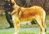 Leonberger Foto (ID 61) Leonberger Hund