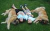 Leonberger Foto: alle sind HAPPY (ID 22147) Leonberger Hund