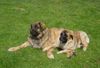 Leonberger Foto: Rain Man (11,5 Monate) und Tiger-Lilly (5 Monate) beide kommen aus dem Sumpfloch (ID 3952) Leonberger Hund