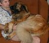 Leonberger Foto: Big Rose Sedmidomky (ID 9509) Leonberger Hund