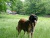 Leonberger Foto (ID 11469) Leonberger Hund
