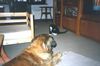 Leonberger Foto: Caddy mit Kater - Freundschaft! (ID 6365) Leonberger Hund