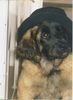 Leonberger Foto (ID 5137) Leonberger Hund