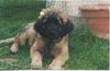 Leonberger Foto (ID 5136) Leonberger Hund