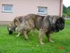 Leonberger Foto: Zielona Cieszynianka (ID 22131) Leonberger Hund