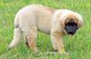 Leonberger Foto: Bäh...ich hab das Stöckchen (ID 35423) Leonberger Hund