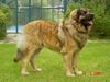 Leonberger Foto: Rain Man, 13 Monate alt (ID 4787) Leonberger Hund