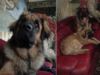 Leonberger Hund