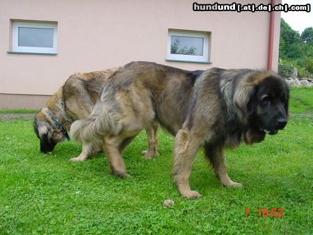 Leonberger Hunde Foto 22131 in höherer Auflösung ansehen Leonberger Zielona Cieszynianka