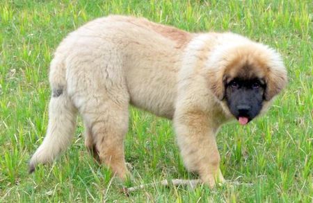Leonberger Hunde Foto 35423 in höherer Auflösung ansehen Leonberger Bäh...ich hab das Stöckchen