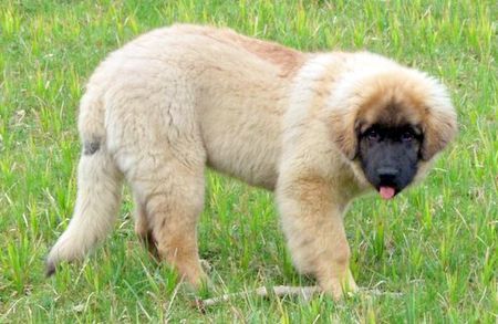 Leonberger Bäh...ich hab das Stöckchen