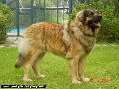 Leonberger Hunde Foto 4787 Leonberger Rain Man, 13 Monate alt