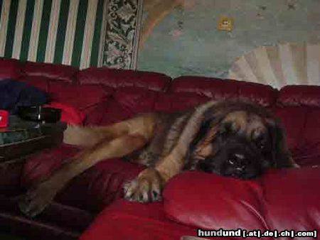 Leonberger Hunde Foto 25394 in höherer Auflösung ansehen Leonberger Arima