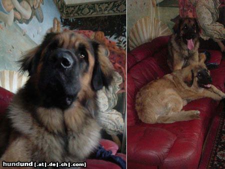 Leonberger Hunde Foto 25420 Leonberger Leonberger Red Lion kennel