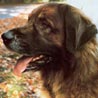 Leonberger