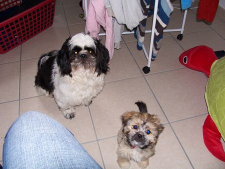 Lhasa Apso Mein kleines Monster Sheila mit dem großen Monster Wisky