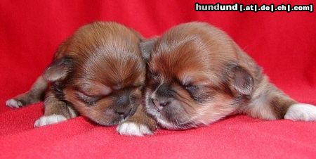 Lhasa Apso Hunde Foto 16899 in höherer Auflösung ansehen Lhasa Apso lhasa