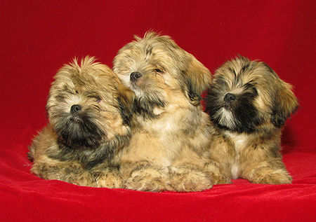 Lhasa Apso Hunde Foto 40024 in höherer Auflösung ansehen Lhasa Apso