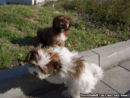 Lhasa Apso Hunde Foto 21444 Lhasa Apso Aiko und Luna - Geschwister